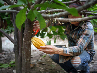 Cocoa farmer use pruning shears to cut the cocoa pods or fruit ripe yellow cacao from the cacao...