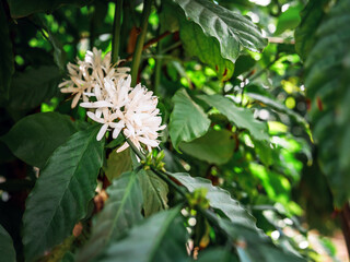 White coffee flowers blooming on coffee plants season and green coffee leaves. close-up