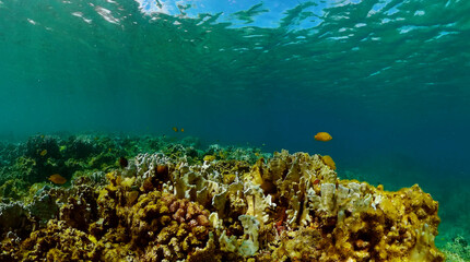 Fototapeta na wymiar Fish and coral reefs under the sea. Underwater background.