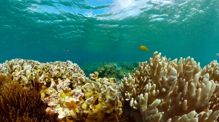 Fototapeta na wymiar Coral reef and marine fish. Beautiful coral reef with colorful fish. Underwater world background.