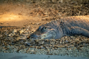 alligator in the everglades