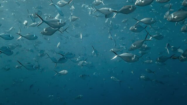 Stunning view of a school of  steel pompano fish in the clear water.