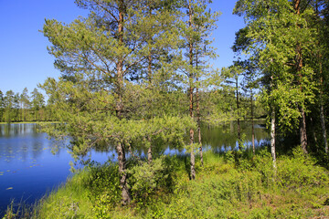 Calm Lake Sorvasto, Finland on sunny, beautiful Midsummer Eve with pine and birch trees, green grass and blue sky. 