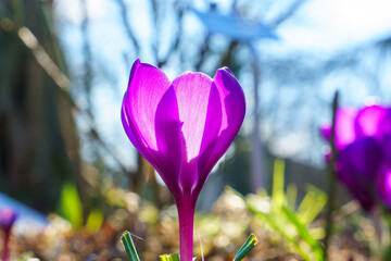 View of blooming crocuses in a clearing in the morning light. Close-up of beautiful blooming...