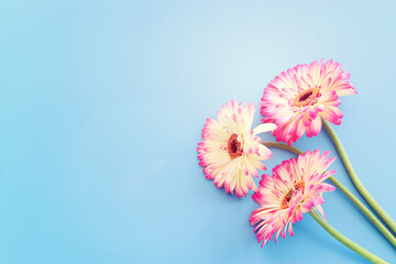 Top view image of pink flowers composition over pastel blue background .Flat lay