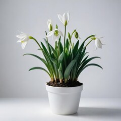 snowdrops in a vase  on white
