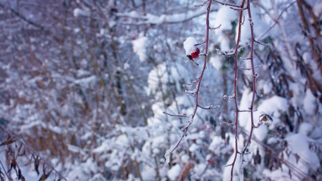 Frozen rose hips and bush branches. Snow-covered road in the Baltics. European forests during the harsh winter. Icy trees. Winter landscape.	