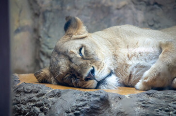 Naklejka premium lion cub resting