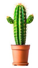 A tall green cactus in a red pot Isolated on transparent background, PNG