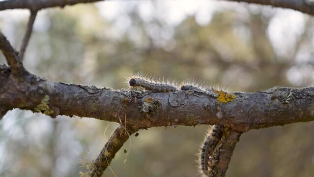 Row of processionary caterpillars walks slowly on the branch of a pine tree. Dangerous insects for pets and humans. Thaumetopoea pityocampa.
