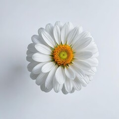 daisy flower on a white background

