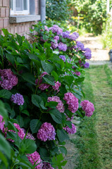 pink flowers in a garden