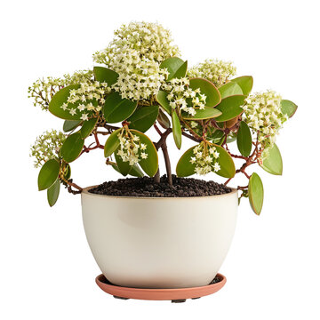 plant in a pot  Hoya Carnosa: A Classic Indoor Plant with Waxy Flowers in a Pot  isolated on transparent background PNG file