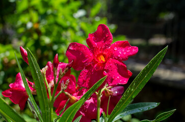 flowers in the garden