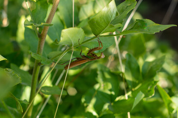 bug on a leaf