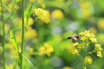 charlock mustard or wild mustard (Rhamphospermum arvense) and a bee