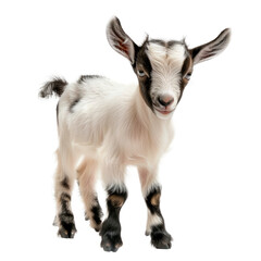 A goat with a black and white face is staring at the camera Isolated on transparent background, PNG