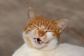 close up portrait of a yawning cat