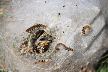 Pine processionary moth (Thaumetopoea pityocampa) and cocoon on pine tree