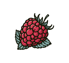 raspberry fruit hand drawn vector illustration graphic