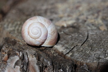 An empty snail shell on wood log