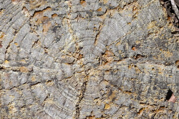wood texture of dried log