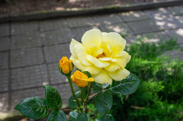 yellow flowers in the garden