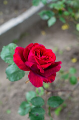 red rose in garden