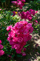 pink flowers in the garden