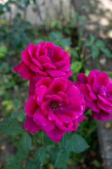 pink rose