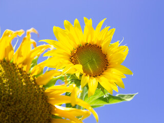Beautiful sunflower on a sunny day with blue sky background