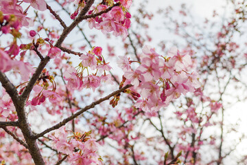 image of cherry blossom season in kyoto,Japan
