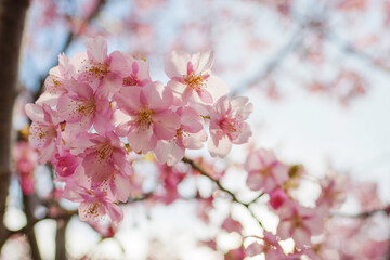 Pink cherry blossom under blue sky