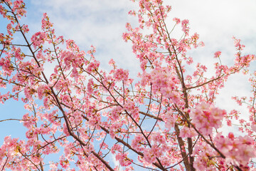 Pink cherry blossom under blue sky