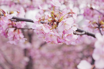 Pink Cherry blossom or sakura flower close up