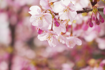 Pink Cherry blossom or sakura flower close up