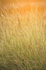 golden wheat field in sunny day