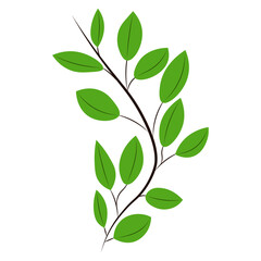 Green leaves on a branch. Vector illustration