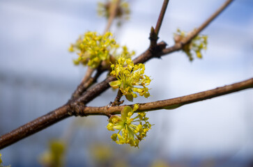 branch with flowers