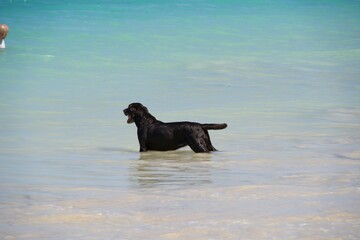 Big black dog soaking in the ocean on a beach in Hawaii