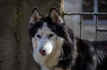 portrait of a dog husky