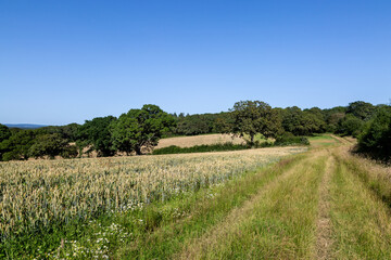 Farmland in rural Sussex with a blue sky overhead - 752256873