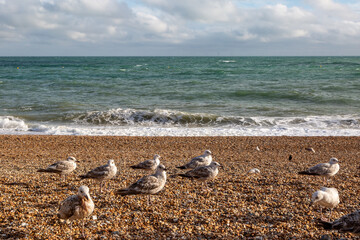 Juvenile seagulls standing on the pebble beach at Brighton, on a sunny summer's day - 752256894