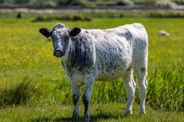 A close up of a cow in rural Sussex, with a shallow depth of field - 752257018