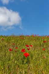 A field with poppies in rural Sussex, with a shallow depth of field - 752257243