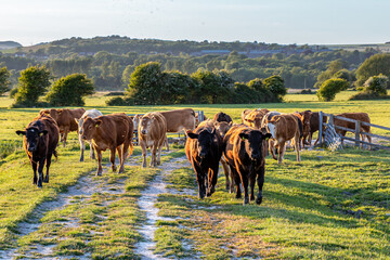 A herd of cows in the Sussex countryside, with flies swarming around them - 752257297