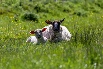 A ewe and lamb resting in a meadow, looking at the camera - 752257430