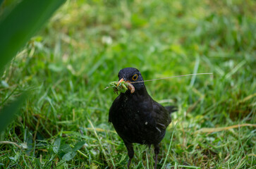 blackbird in the grass