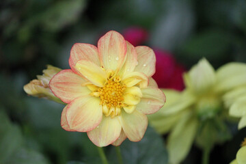 Daisy Poms flower closeup 