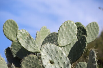 puntia ficus-indica, also known prickly pear, is a species of cactus